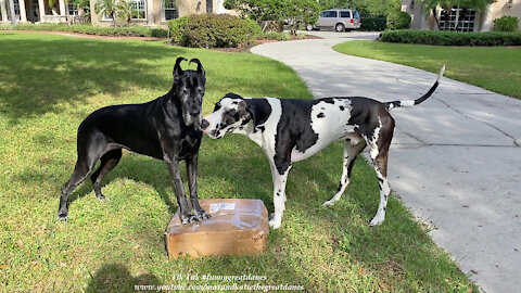 Funny Great Danes Prefer Playing With A Package To Delivering Newspaper