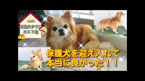 ＃２コスモとなつきのVlog 保護犬を迎え入れたいと考えている全ての人へ。迎え入れて良かった！！コスモは今とても幸せそうです(≧▽≦)