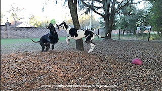 Funny Great Danes Look and Sound Ferocious When They Play