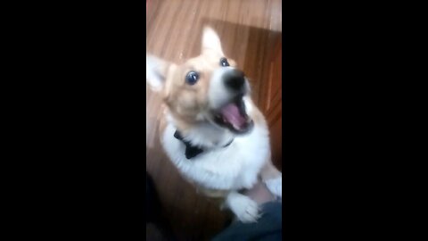 Christmas cookies for Corgi.