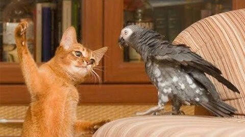 Funny video! Birds vs babu 🐈😺 video