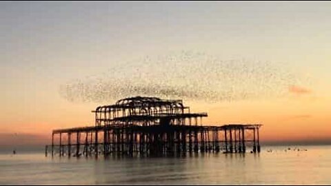 Tusenvis av fugler flyr over brygge i vakker solnedgang