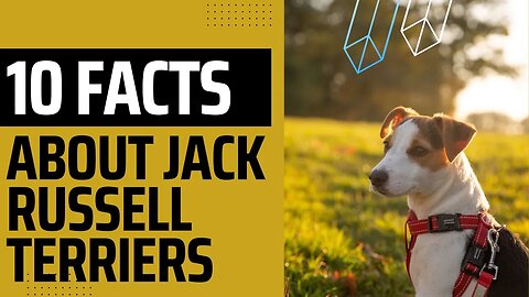 10 interesting Facts about Jack Russell Terriers.