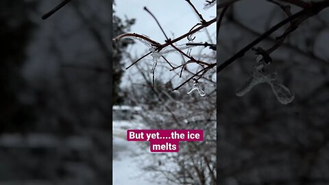 Sounds of ice melting from the trees