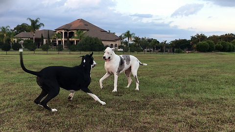 Senior Great Dane Siblings Wrestle Together