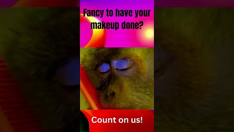 The Primate Ambassador of Beauty Unveiling the Finest Makeup Sanctum