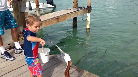 Tot Boy Freaks Out When A Pelican Takes A Fish From His Hand
