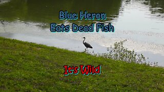 Blue Heron Eats Dead Fish
