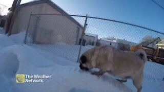 Pug-tastic snow tunnels fill backyard