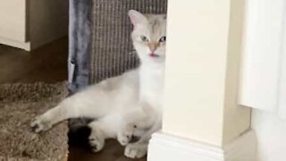 Gato fica petrificado com a língua de fora