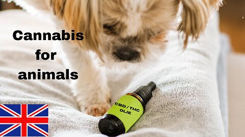 "The Benefits of Cannabis Oil for Pets!