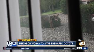 Neighbor works to save ensnared coyote