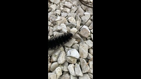 Woolly caterpillar?