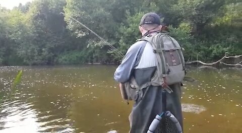 Grayling on the dry fly