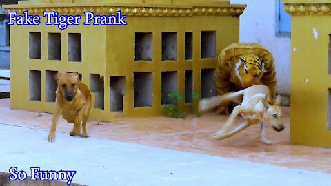 Watch Fake Tiger Prank Dog No Run So Funny Obstacle Smile