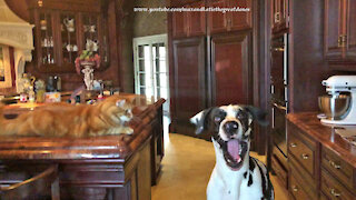 Cat Is Amused By Great Dane Catching Dog Treats Sitting And Speaking