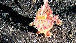 This frogfish is one of the most unusual creatures in the ocean