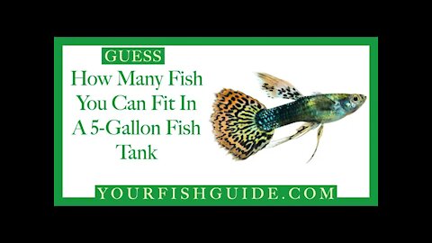 How Many Fish In A 5 Gallon Tank ~ DON'T Crowd YOUR Fish tank: Must Watch | Educational