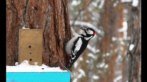 A woodpecker hides food