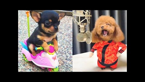 Baby Dogs Cute and Funny Dog Videos 2021