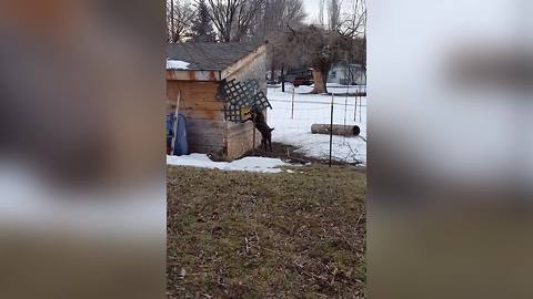 "Baby Goat Does Parkour"