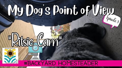 A dog POV | Ritsie Cam Episode 3