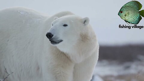 Polar Bear, The largest carnivorous land mammal on Earth | Fishing Village