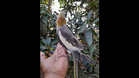 Beautiful Lovebird And Cockatiel Bird's Playing Funny Video