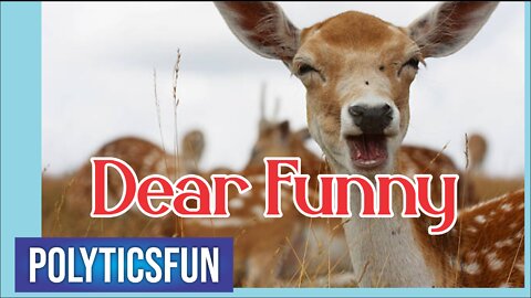 Dears Fun, Cat & Dogs Fun And Other Animals Fun