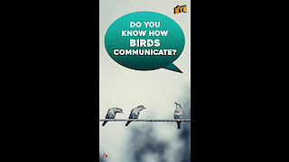 How do birds communicate? *