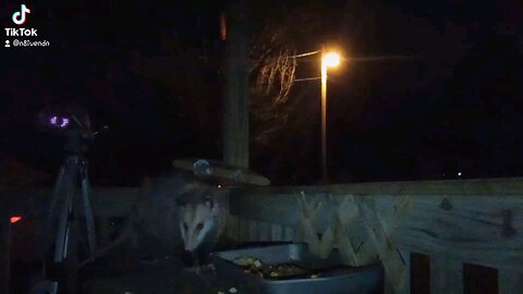Nocturnal Visitor: The Opossum Feasting on Our Front Porch