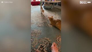 Gato não quer carinhos de gatinho