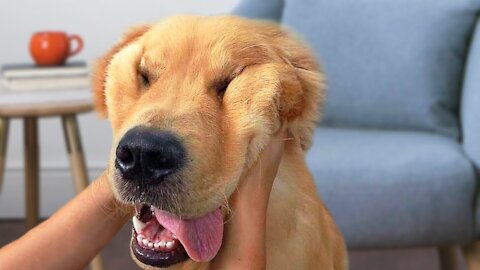 These golden retrievers will make you laugh your HEAD OF - Funny dog compilation