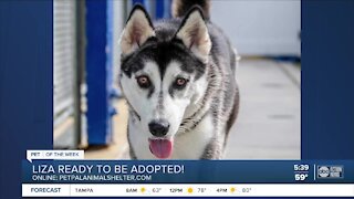 Pet of the week: Liza ready to be adopted
