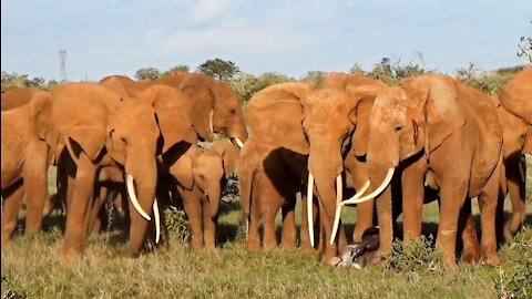 Elephant giving birth in Tsavo East National Park