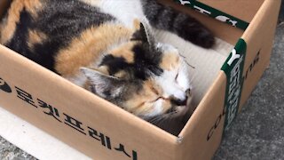 Straycat in a box