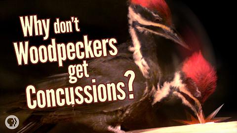 Why Don’t Woodpeckers Get Concussions?