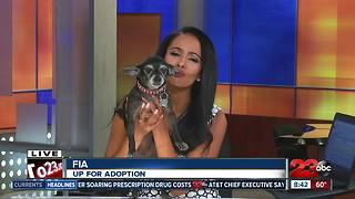 Meet our 23ABC Pet of the Week, Fia!