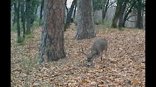 Game Cameras 2018 Winter