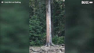 Esquilos brincam de pega-pega numa árvore