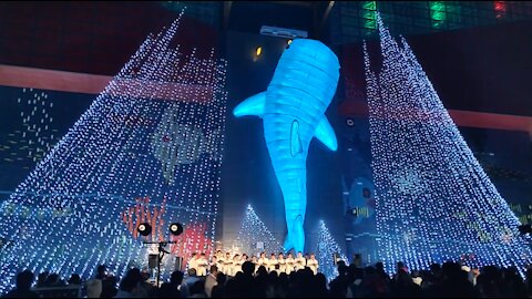 Japanese Men's Choir, O Holy Night, Osaka Aquarium Illumination, Japan, Christmas 日本男声合唱団、オーホーリーナイト、大阪水族館イルミネーション、日本、2019年クリスマス