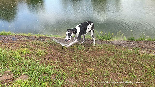 Great Dane Puppy's First Experience With Sprinklers