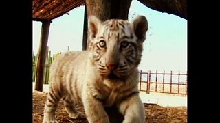 White Bengal Tiger Cub