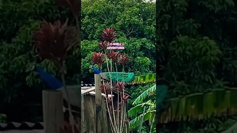 🦚PEACOCK🦚STRUT🦚 #aloha #travel #alohaspirit