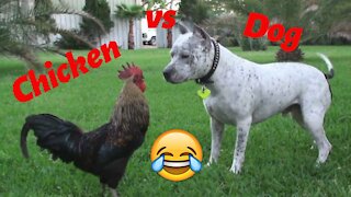 Chicken VS Dog Fight - Funny Dog Fight Videos