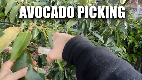 Avocado picking (Shepard and Pinkerton)