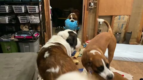 Happiest dogs! New toys! Great Dane and St. Bernard are so excited