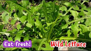 Transplanting, cooking, and eating wild lettuce
