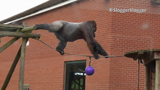 Massive silverback gorilla walks tightrope with ease