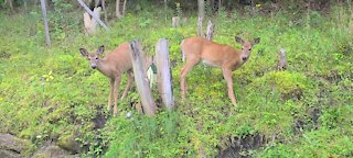 Deer wants a drink of water